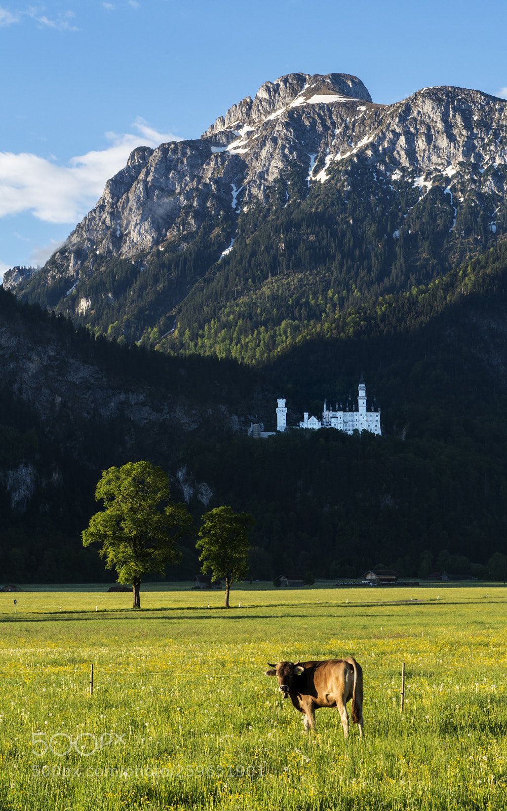 Sony a7R III sample photo. Schwan und ich photography