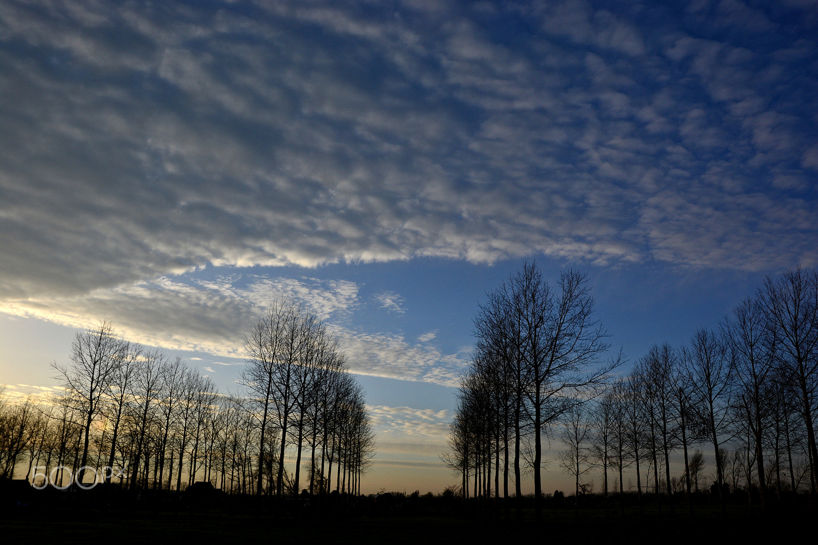 Sigma 17-50mm F2.8 EX DC OS HSM sample photo. Poplars photography