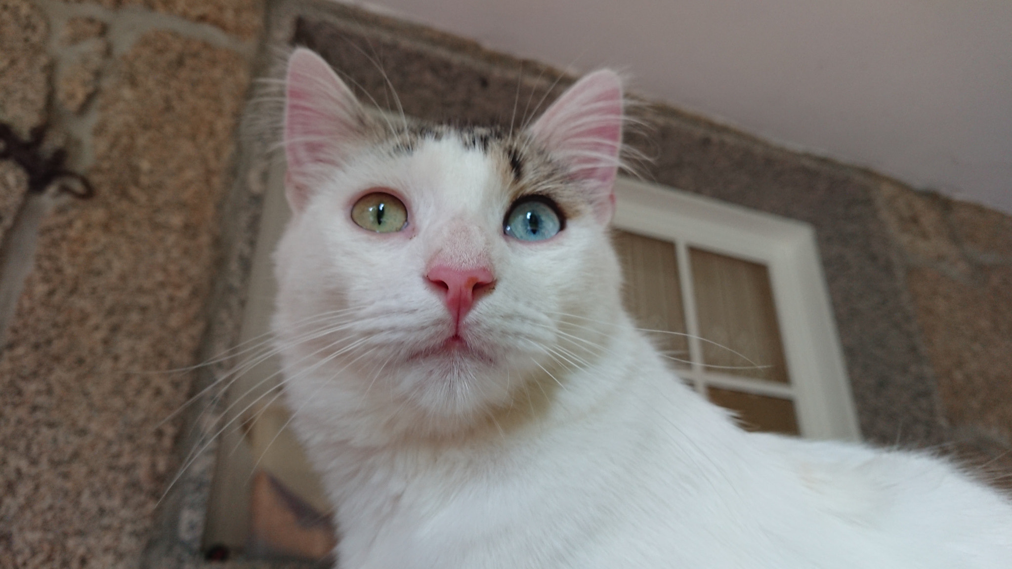 Sony Xperia XZ Premium sample photo