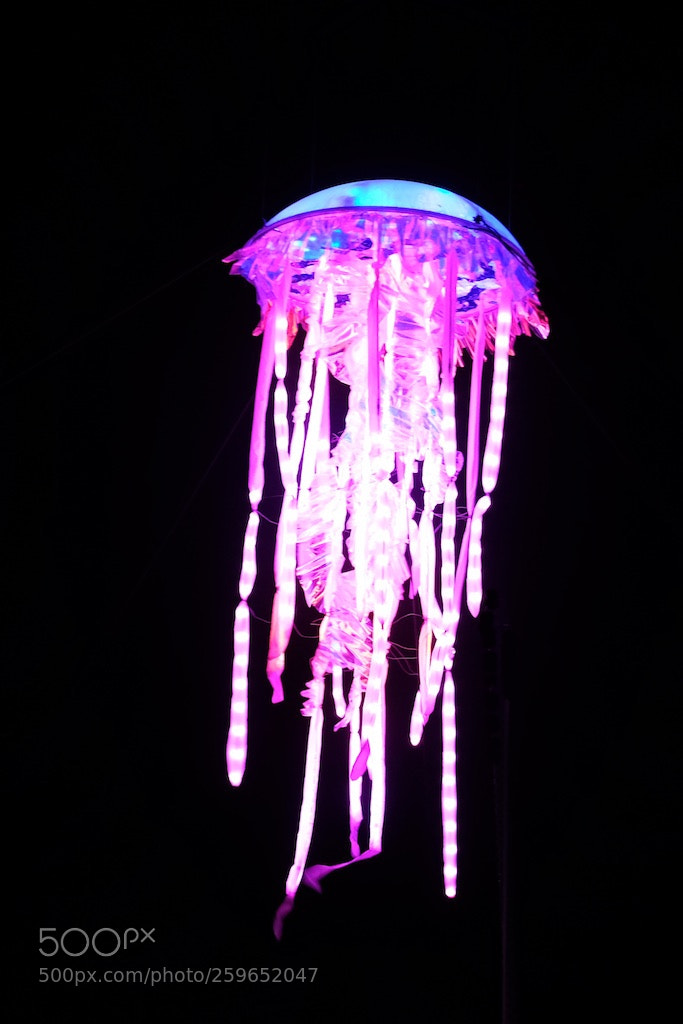 Fujifilm X-T2 sample photo. Portuguese man o war photography