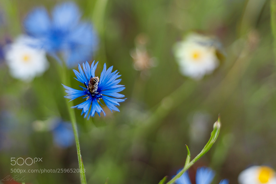 Canon EOS 6D Mark II sample photo. Fiordaliso photography