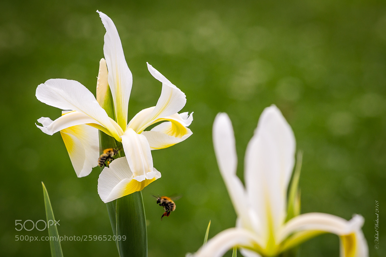 Canon EOS 6D sample photo. Royal... photography