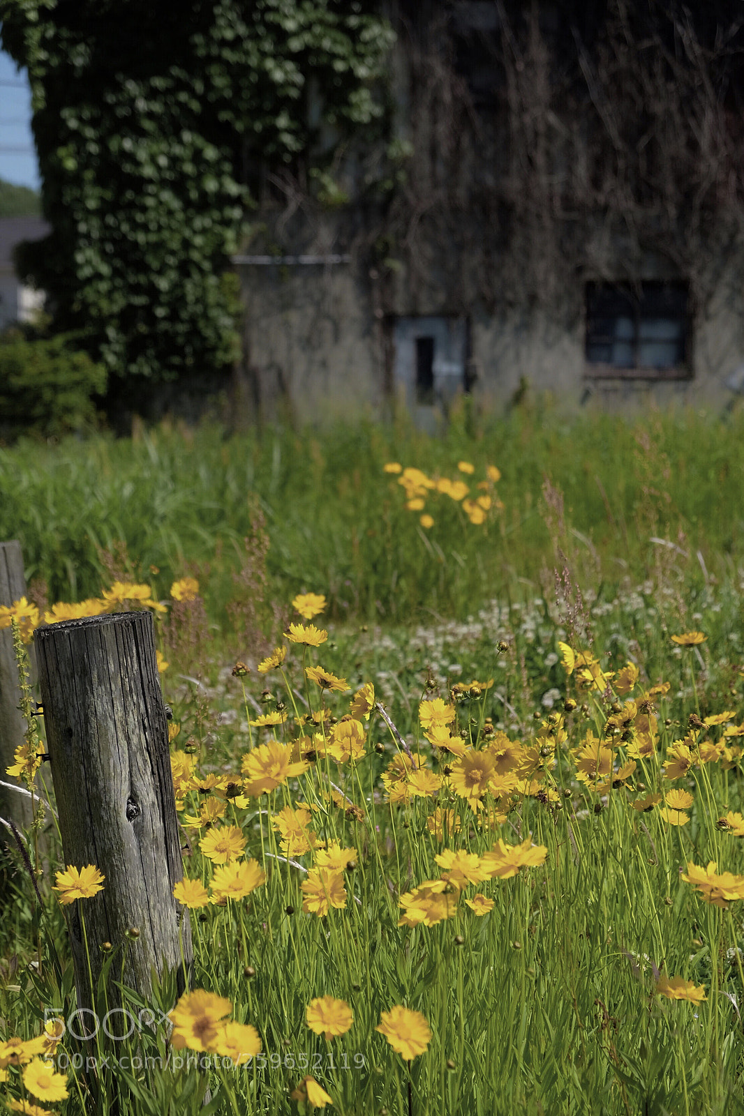 Fujifilm X-T1 sample photo. Sunny flowers  photography