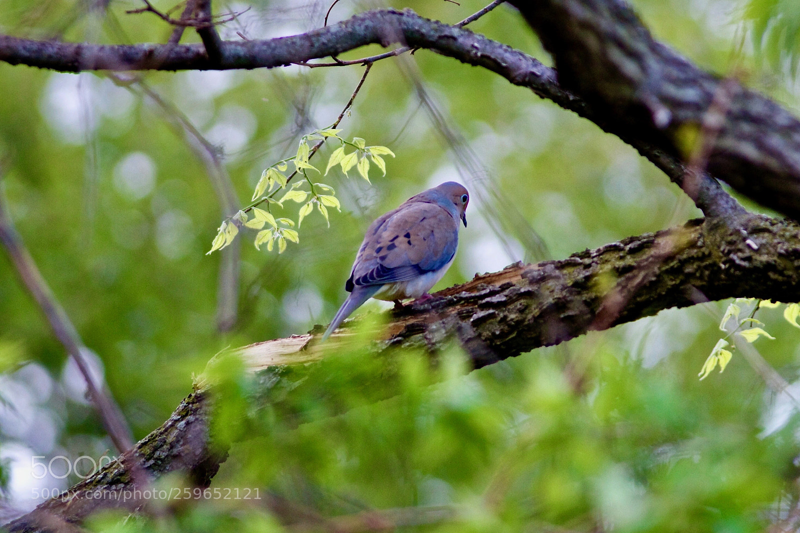 Canon EOS 7D sample photo. The blue birdie photography