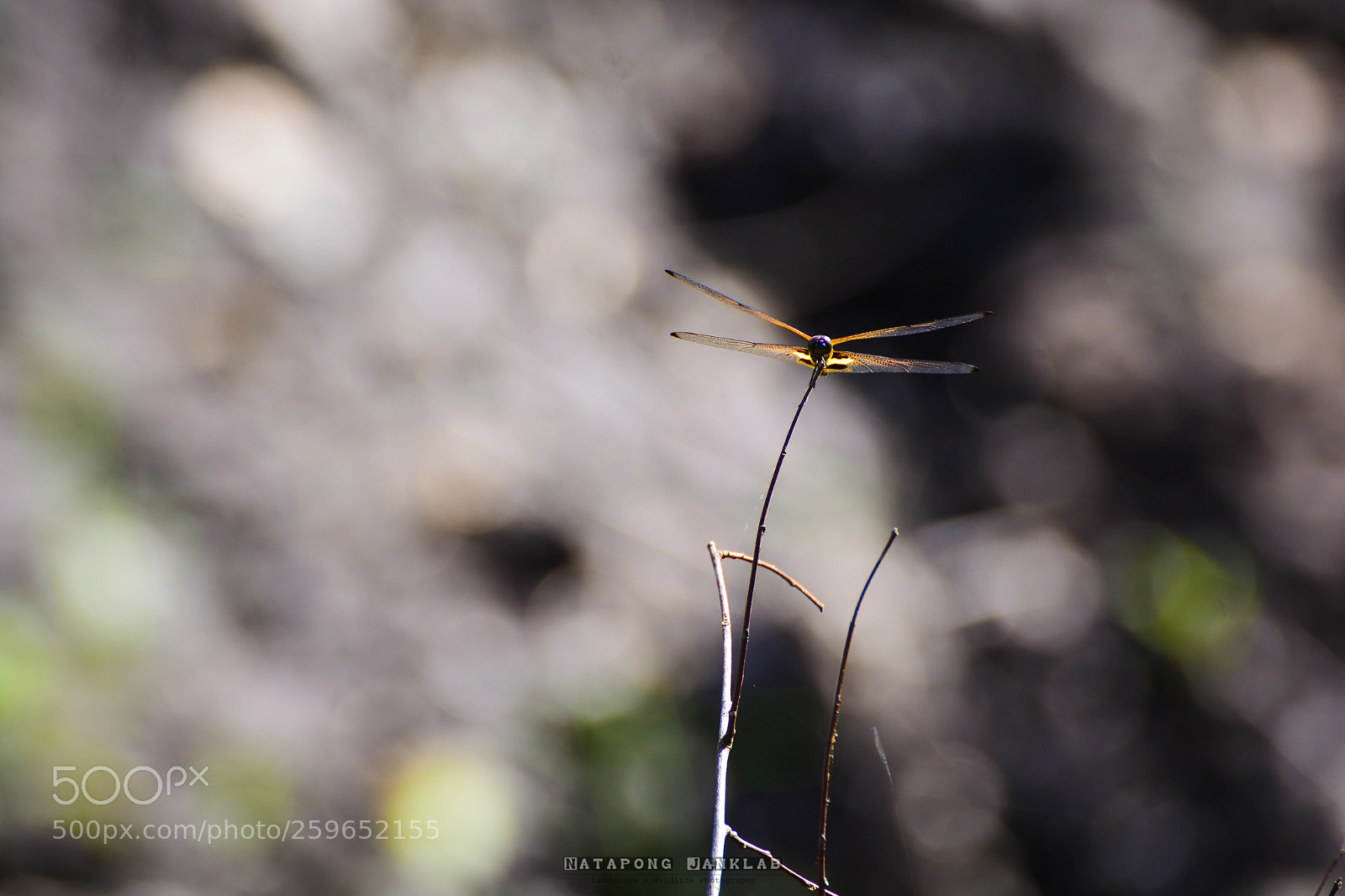 Nikon D7100 sample photo. Dragonfly photography