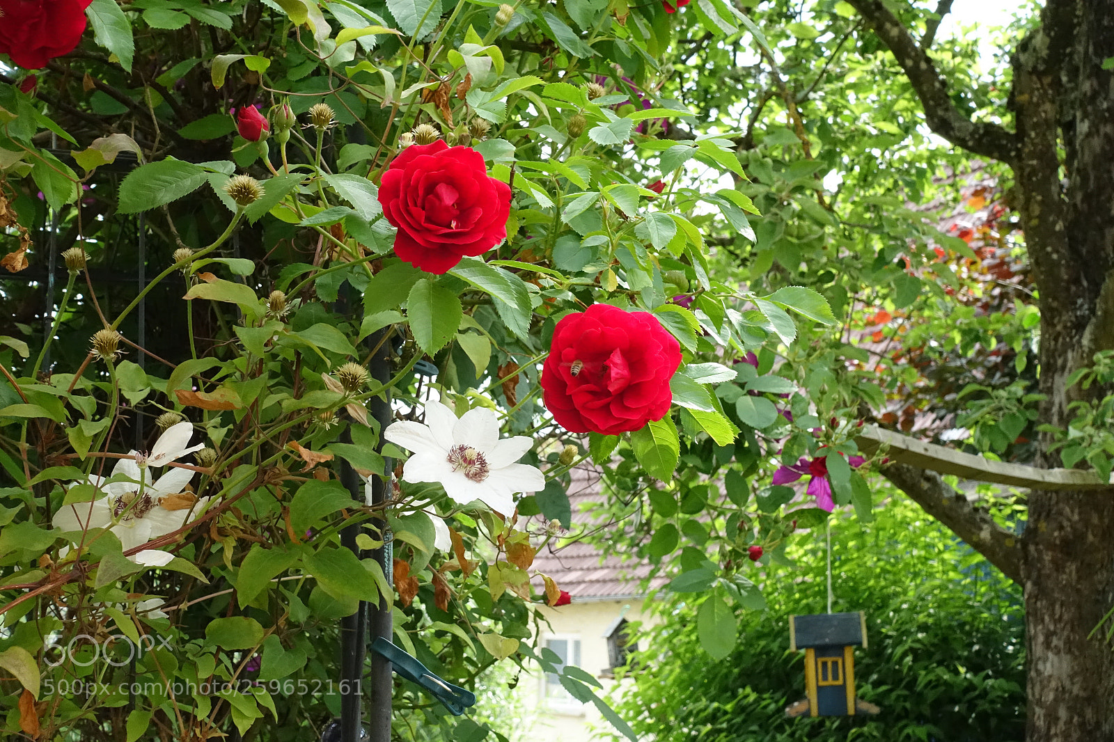 Sony Cyber-shot DSC-RX100 III sample photo. Untitled photography