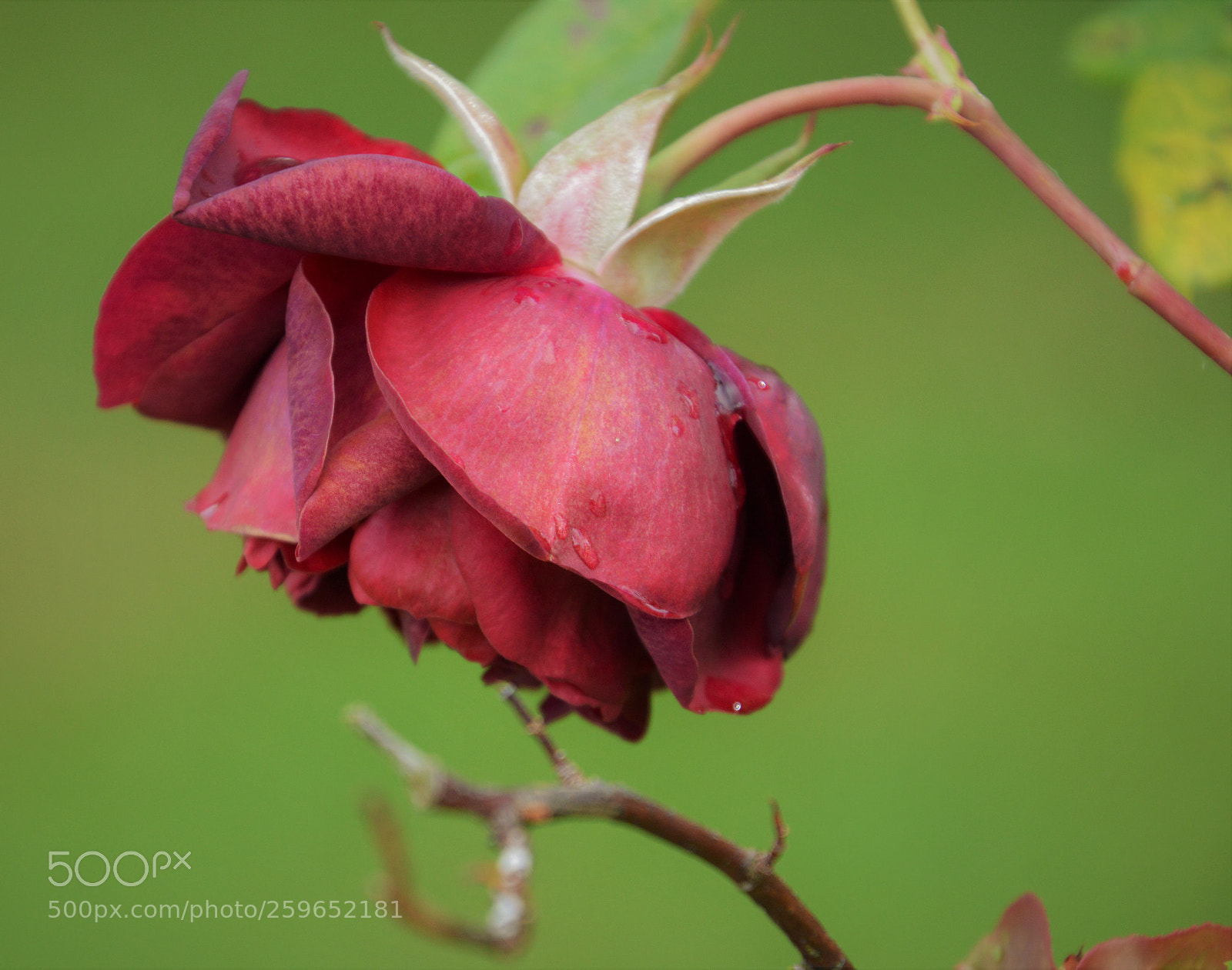 Nikon D3200 sample photo. Bonne f te toutes photography