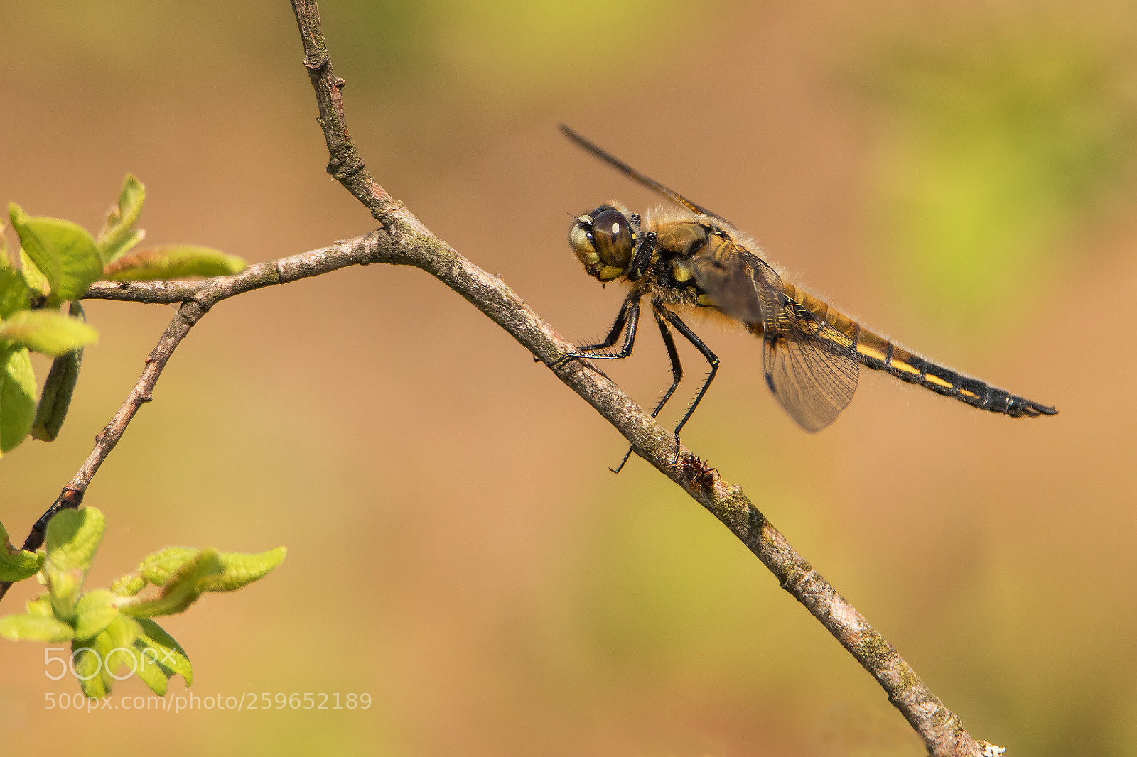 Canon EOS 7D Mark II sample photo. Libellula quadrimaculata + formica polyctena photography