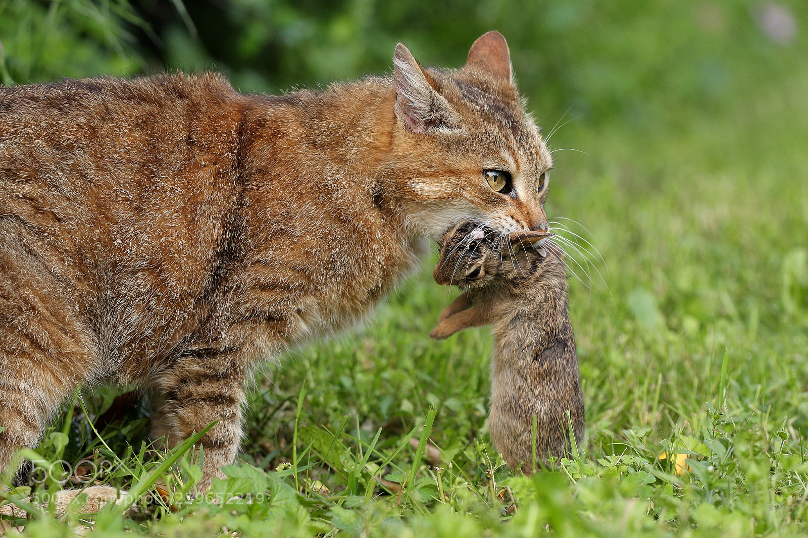 Canon EOS-1D Mark IV sample photo. Dori, the hunter photography