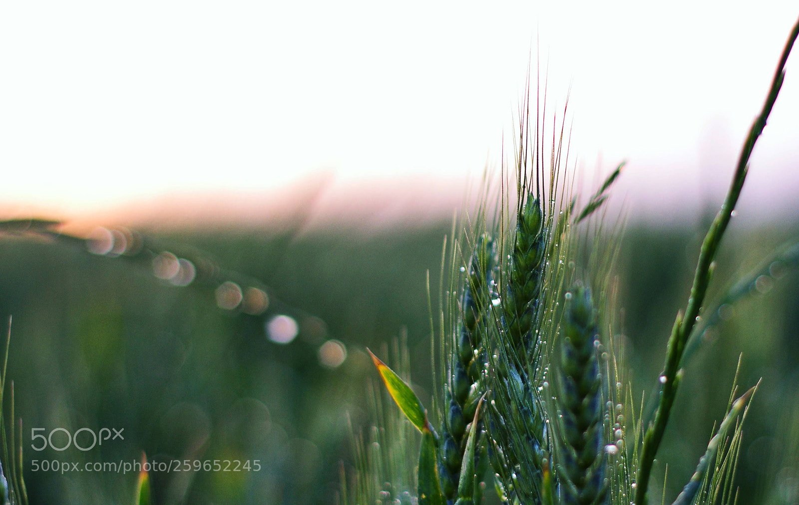 Pentax K-r sample photo. Green corn photography