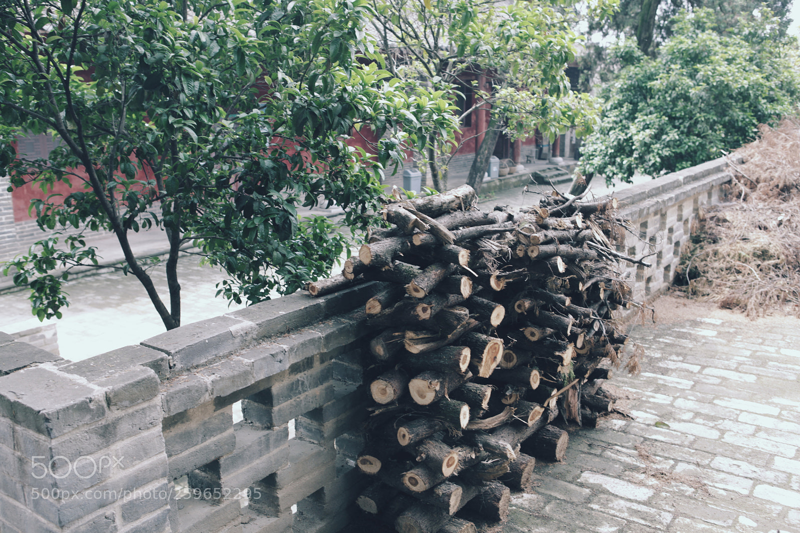 Canon EOS 5D Mark II sample photo. 柴院 photography