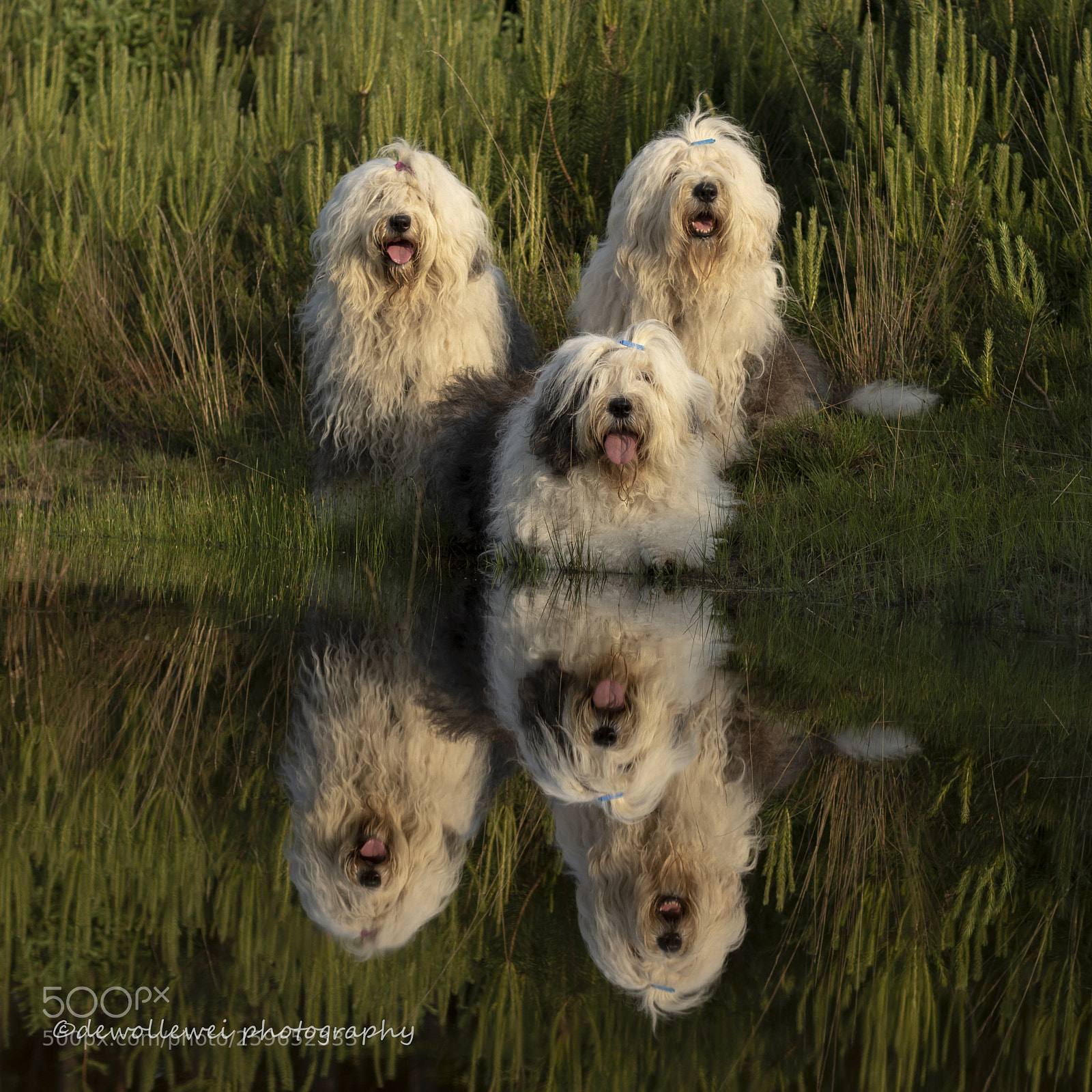Canon EOS 7D Mark II sample photo. Reflections photography