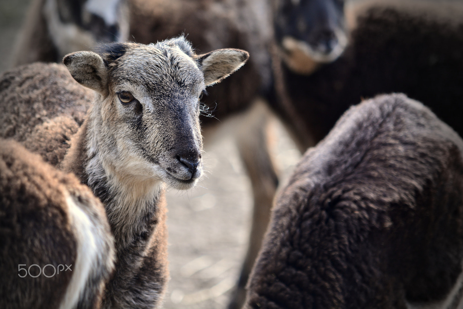 Nikon D5200 sample photo. Am watching you photography