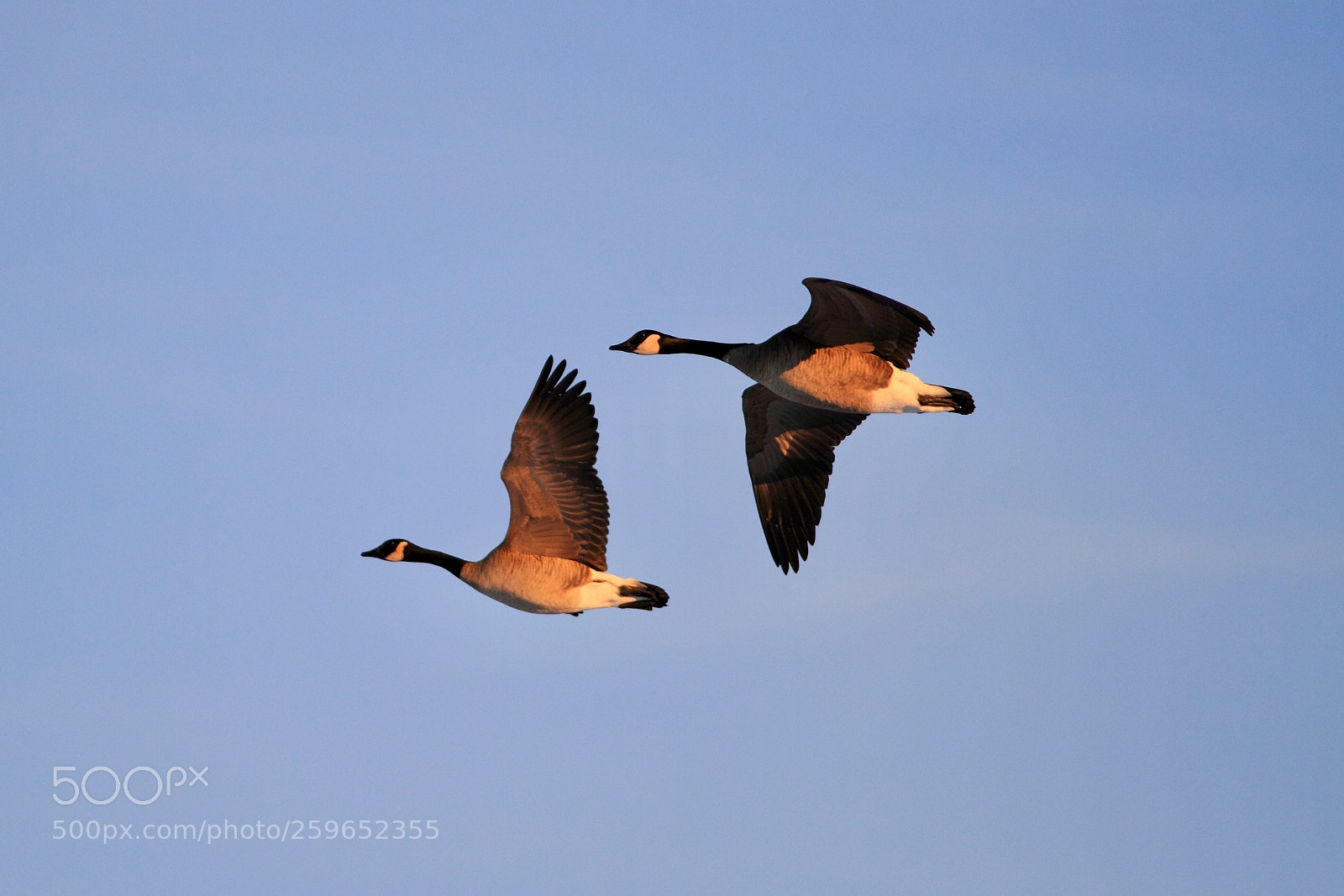 Canon EOS 7D sample photo. The canadian snow geese photography