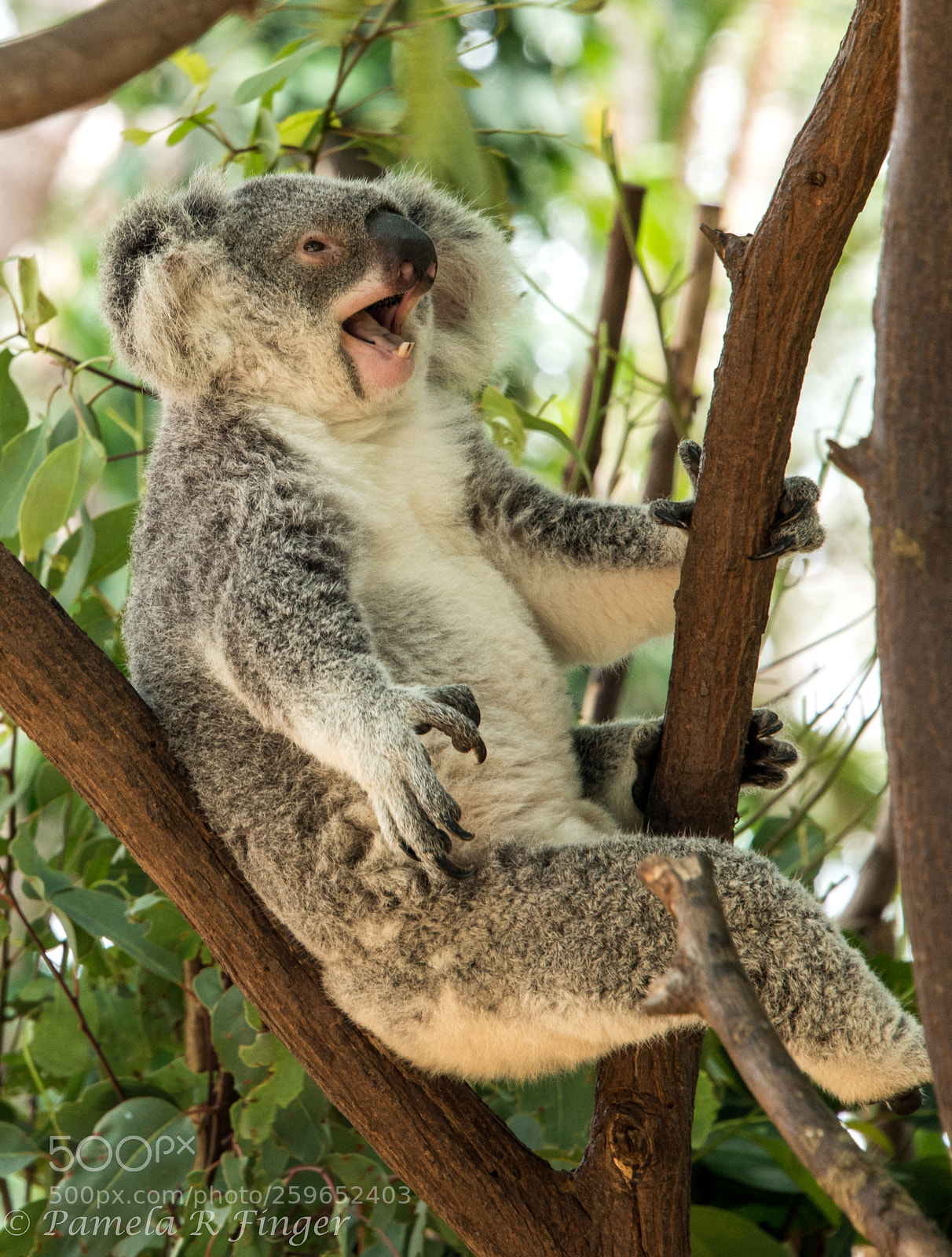 Nikon D800 sample photo. Koala making comments photography