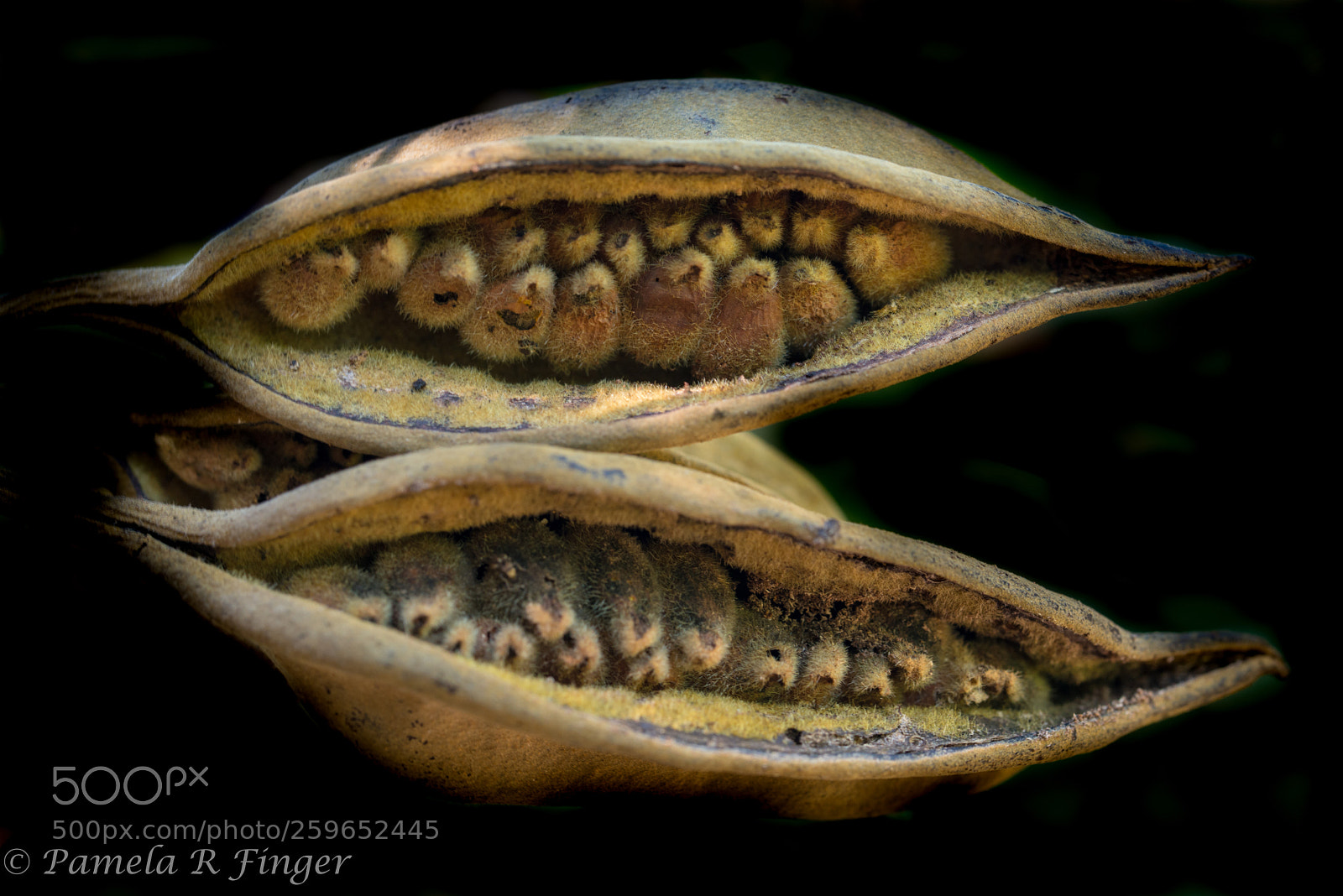 Nikon D800 sample photo. Pods photography