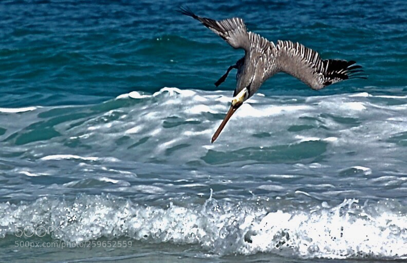 Nikon D50 sample photo. Catch diving photography
