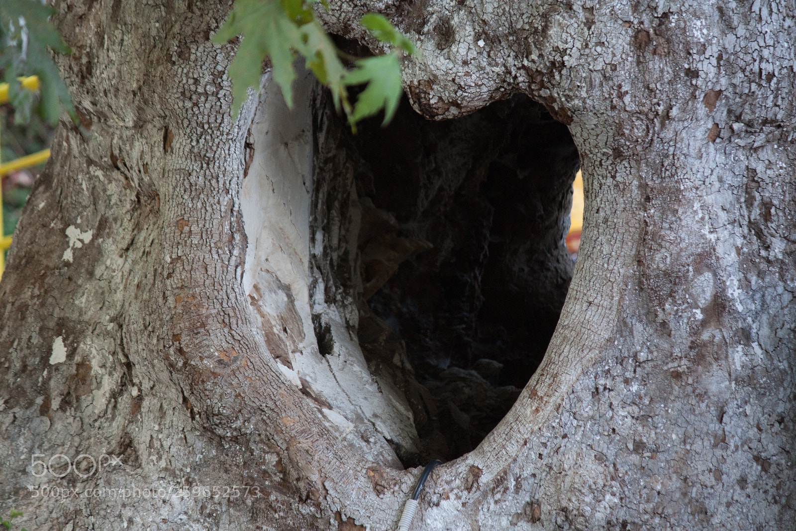 Canon EOS 450D (EOS Rebel XSi / EOS Kiss X2) sample photo. Tree of love photography