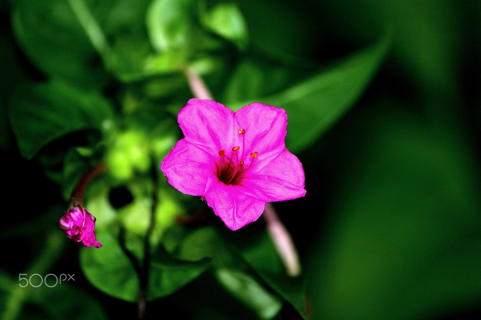 Canon EF-S 55-250mm F4-5.6 IS sample photo. Flower photography