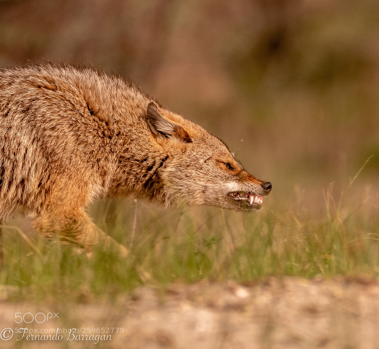 Nikon D500 sample photo. Chacal y dientes (de ) photography