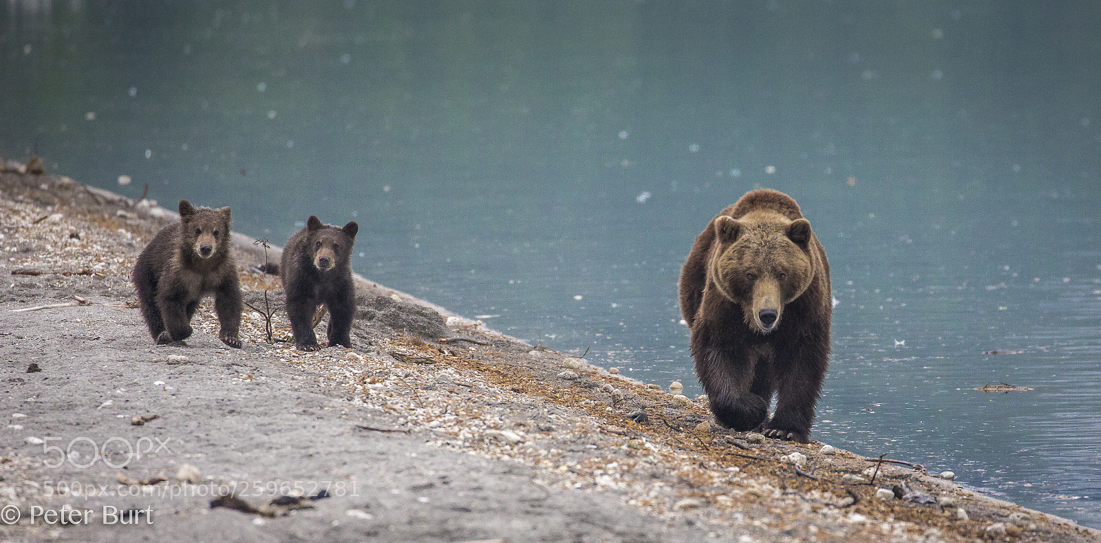 Canon EOS 5D Mark IV sample photo. Mother and cubs photography