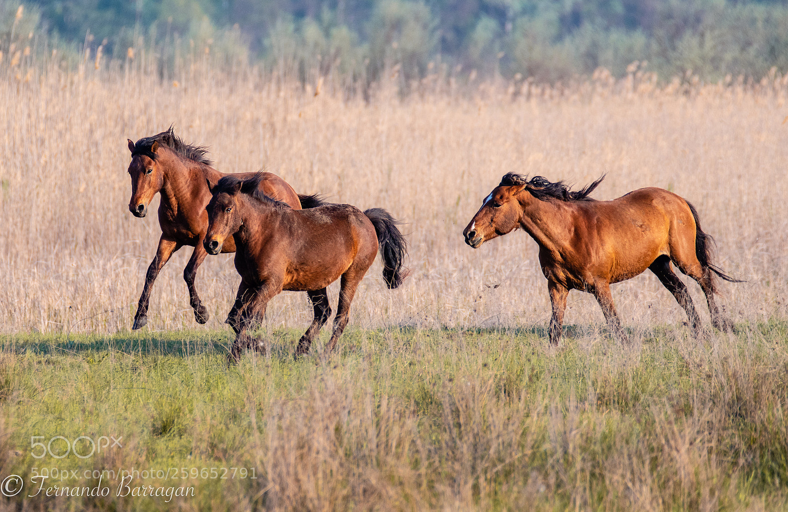 Nikon D500 sample photo. Caballos salvajes (de ) photography
