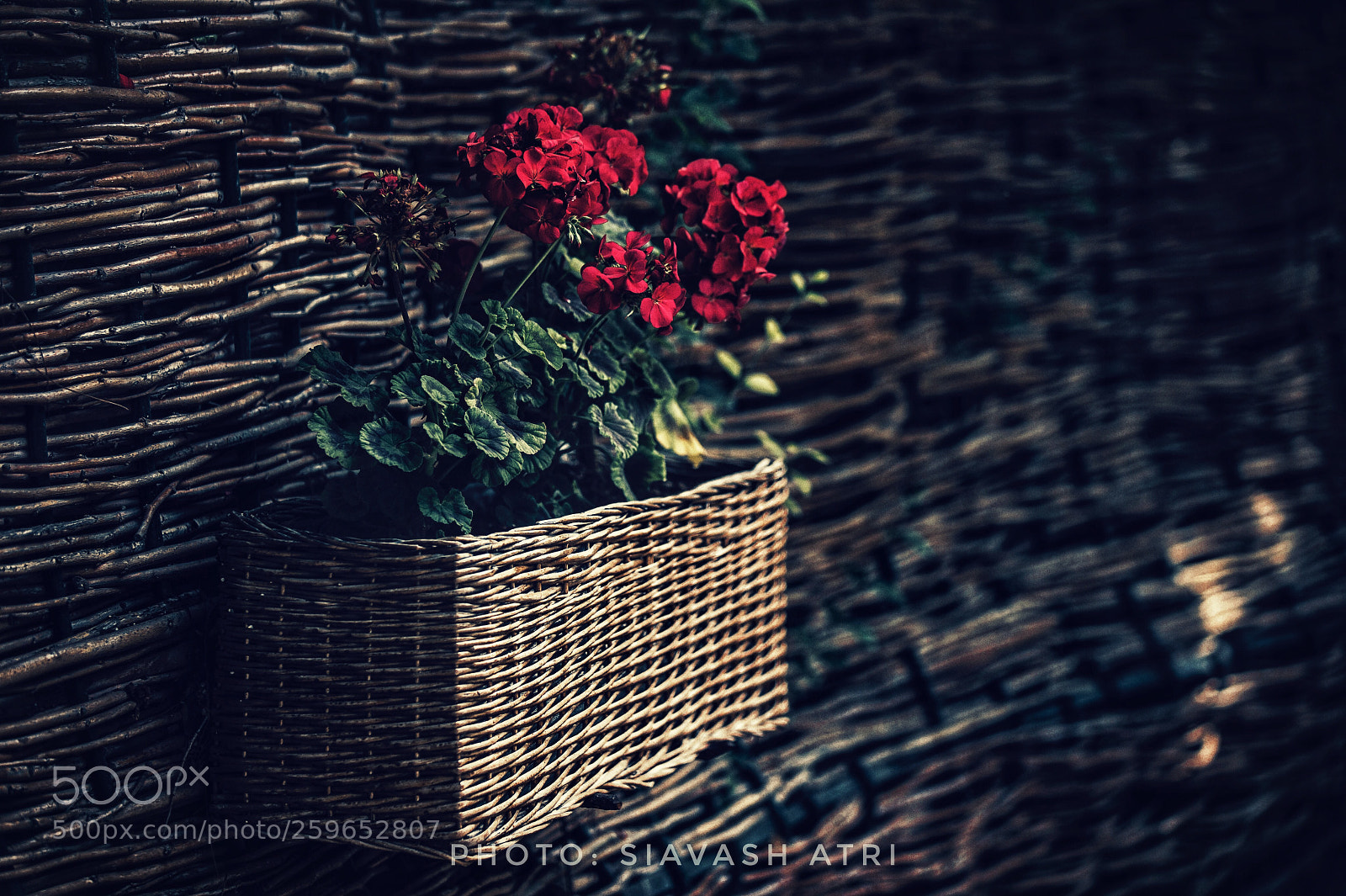 Canon EOS-1D X sample photo. Untitled photography