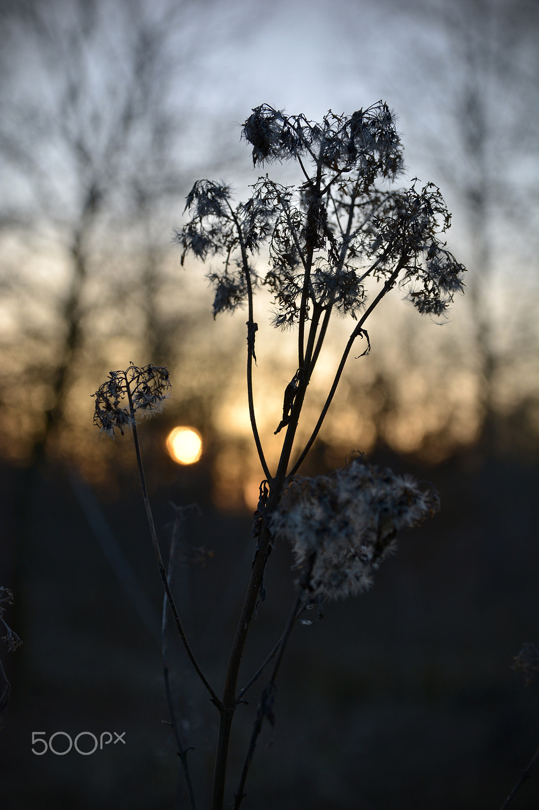Sigma 17-50mm F2.8 EX DC OS HSM sample photo. Going to sleep photography