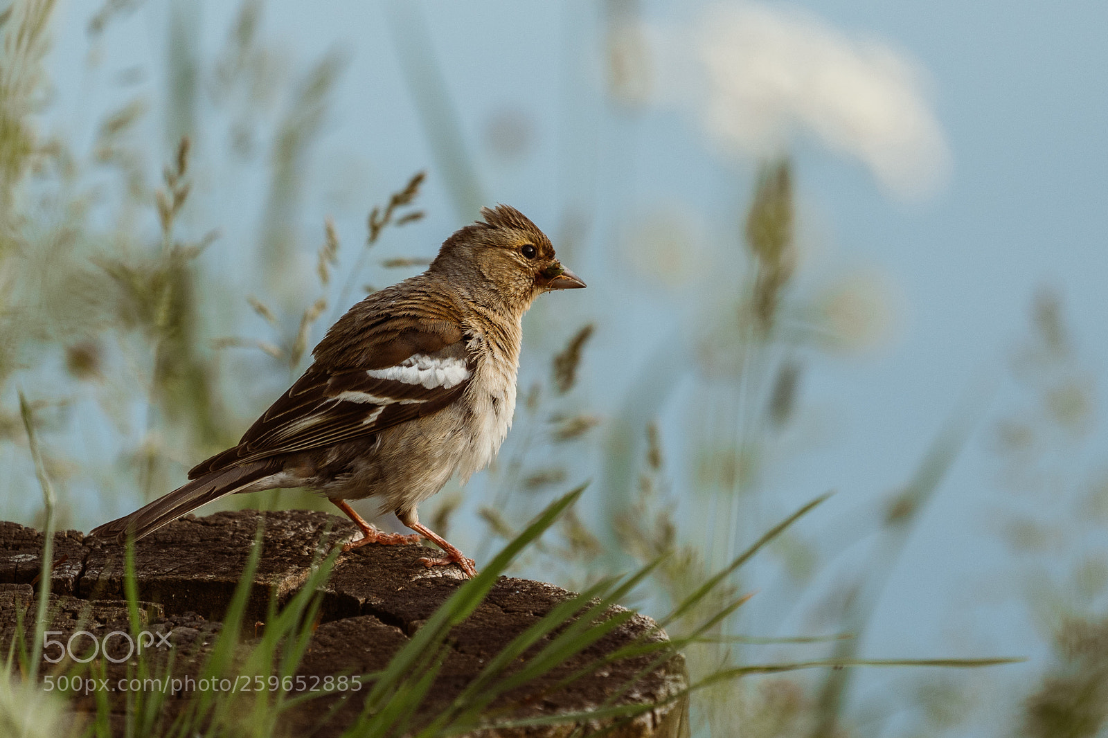 Sony a7 III sample photo. Bird photography