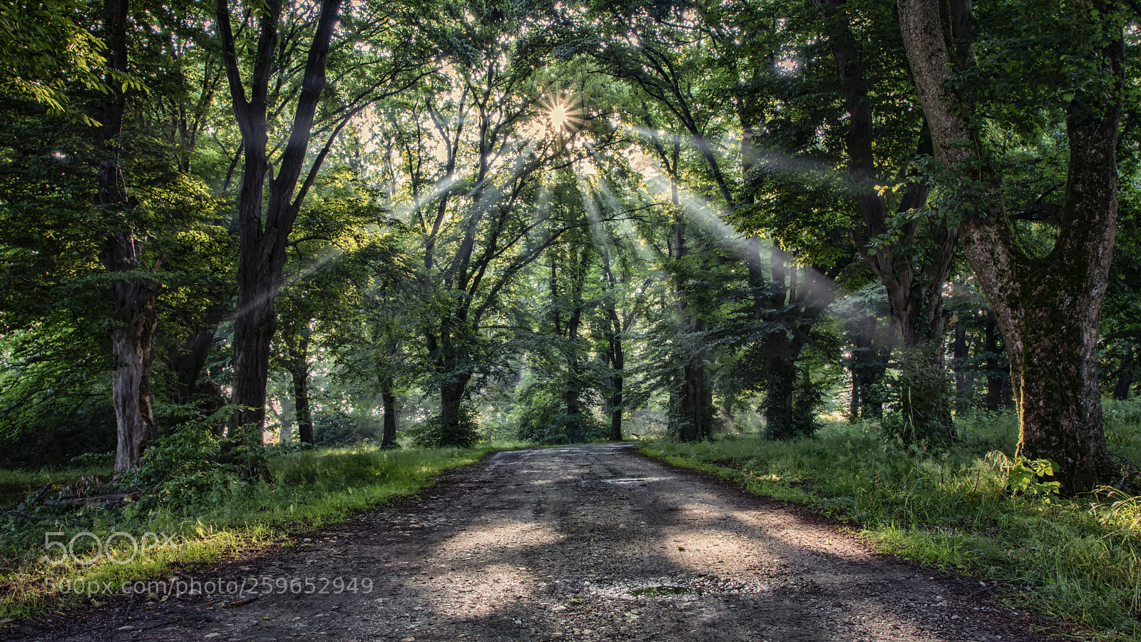 Canon EOS 80D sample photo. Sunrise in the forest photography
