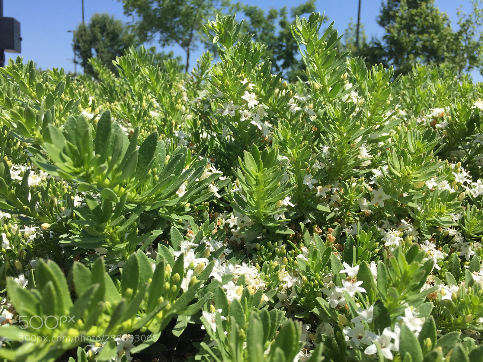 Apple iPhone 6 sample photo. Untitled photography