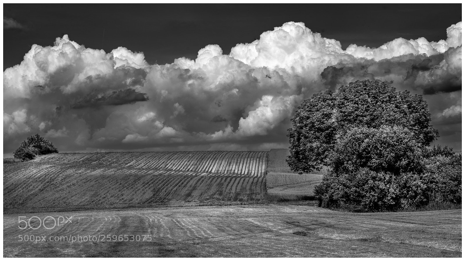 Nikon D810 sample photo. Field and clouds photography
