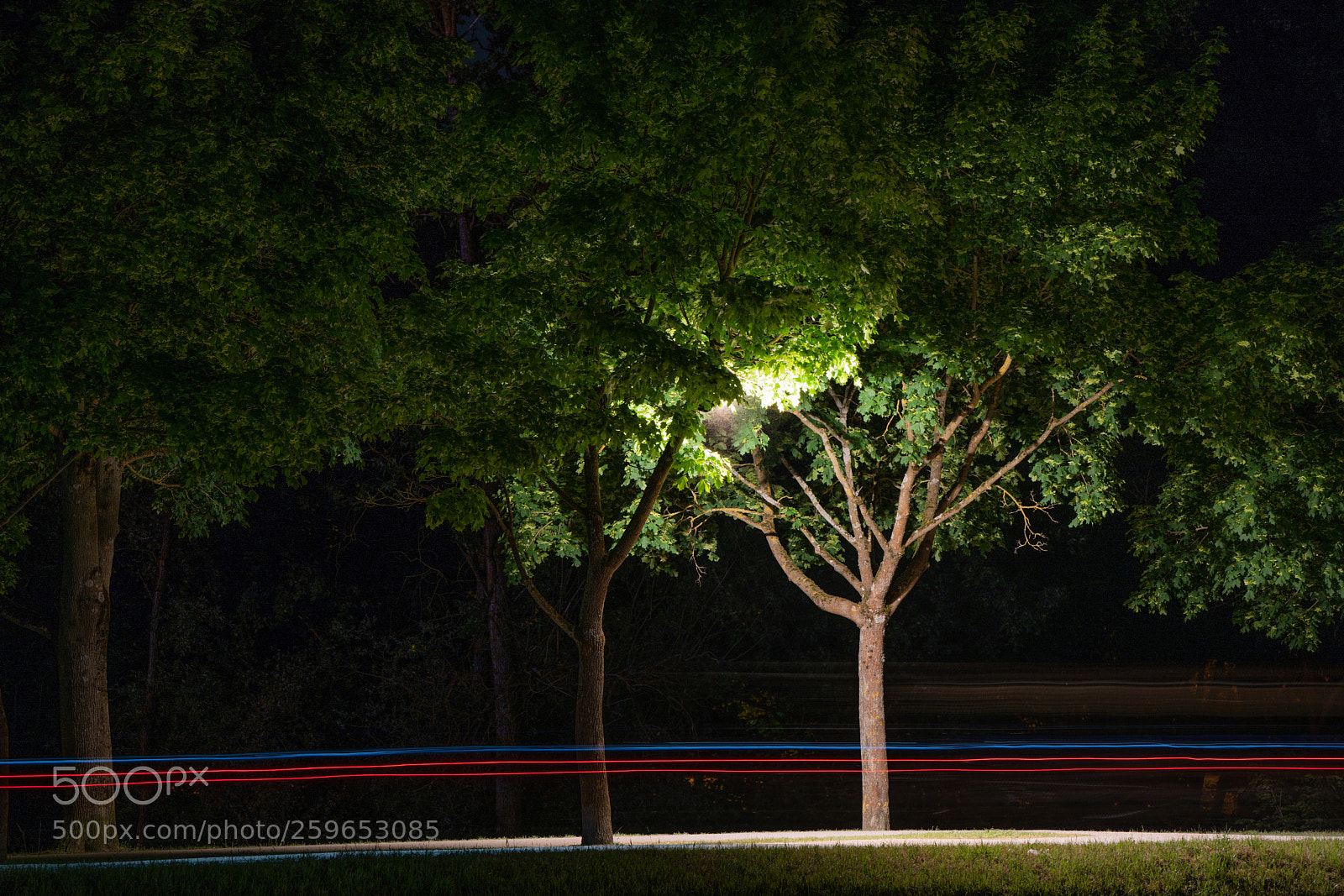 Sony a7R III sample photo. Lightning trees photography