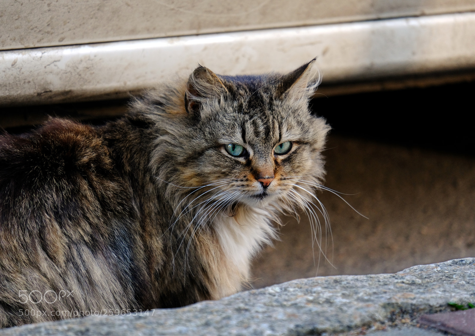 Fujifilm X-T20 sample photo. Beautiful street cat photography