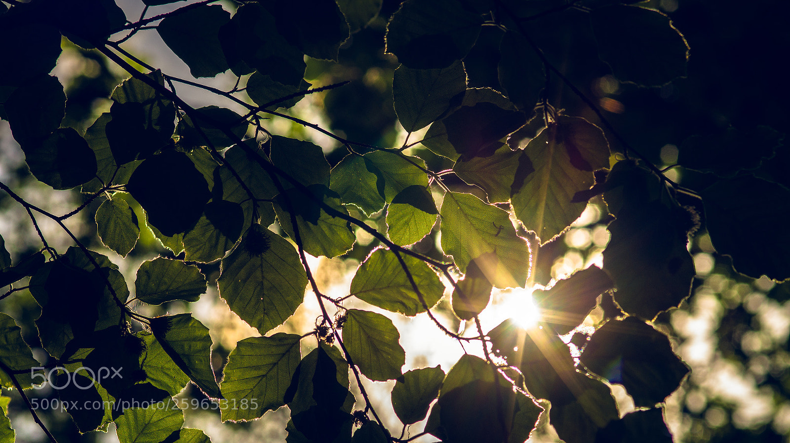 Sony SLT-A58 sample photo. Good morning sunshine photography