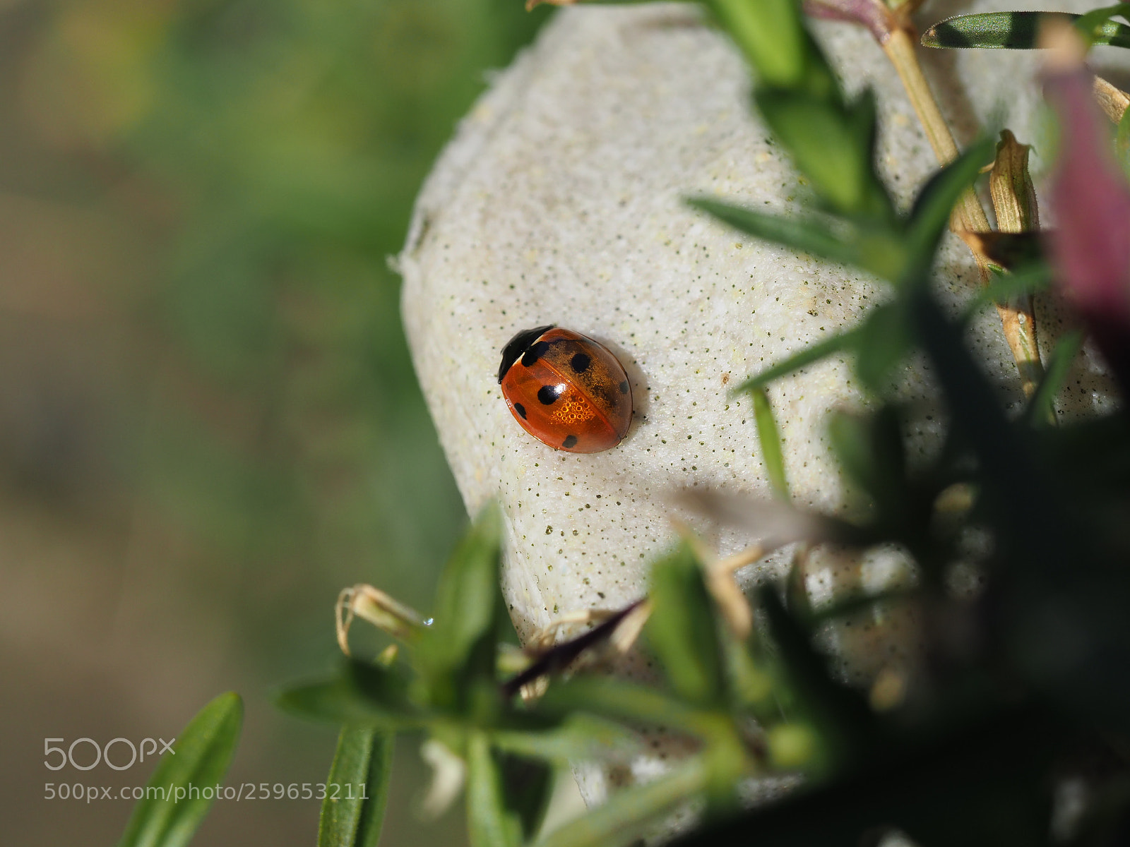 Olympus OM-D E-M1 Mark II sample photo. Ladybird photography