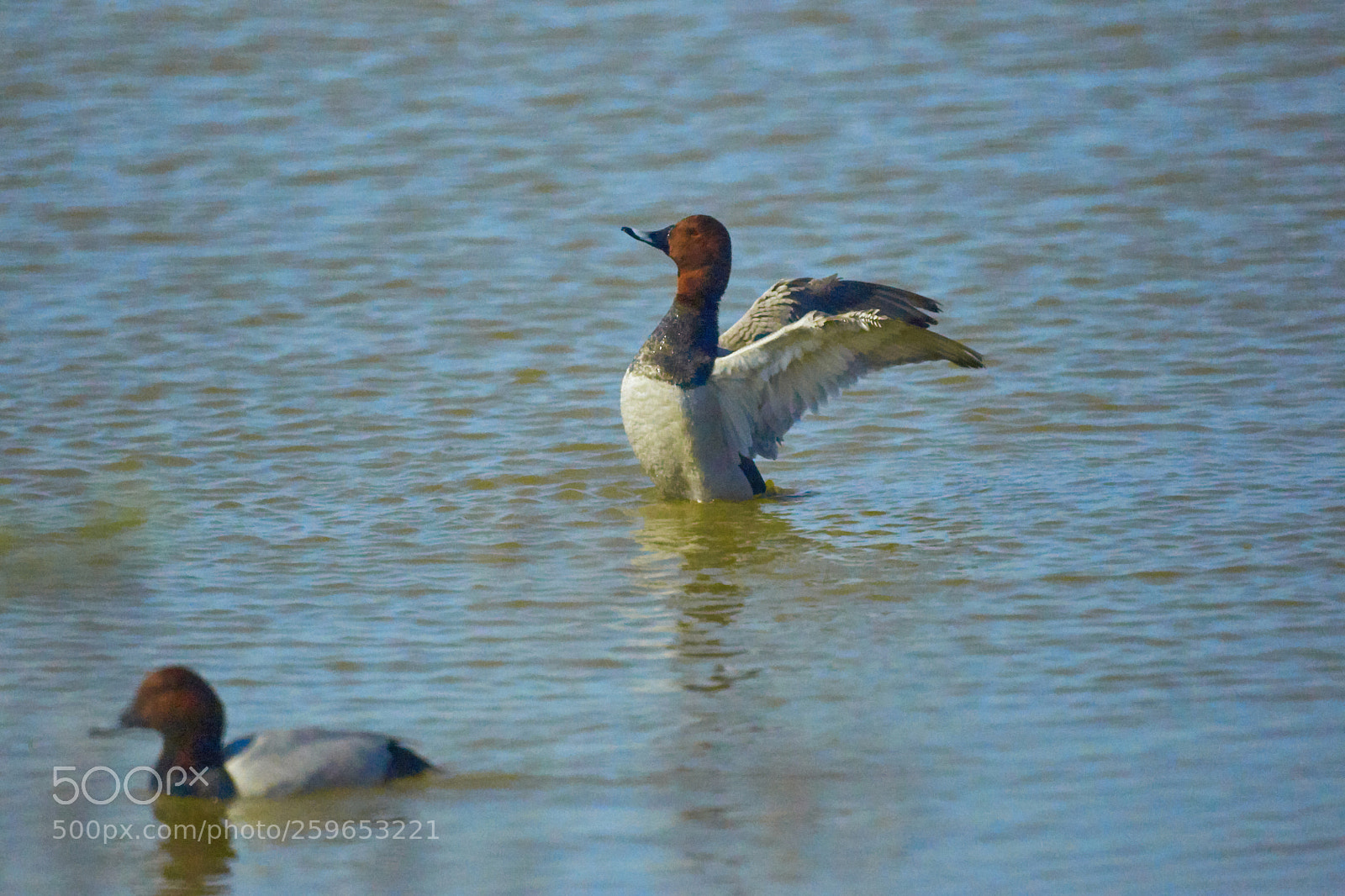 Sony Alpha DSLR-A700 sample photo. Ducks photography