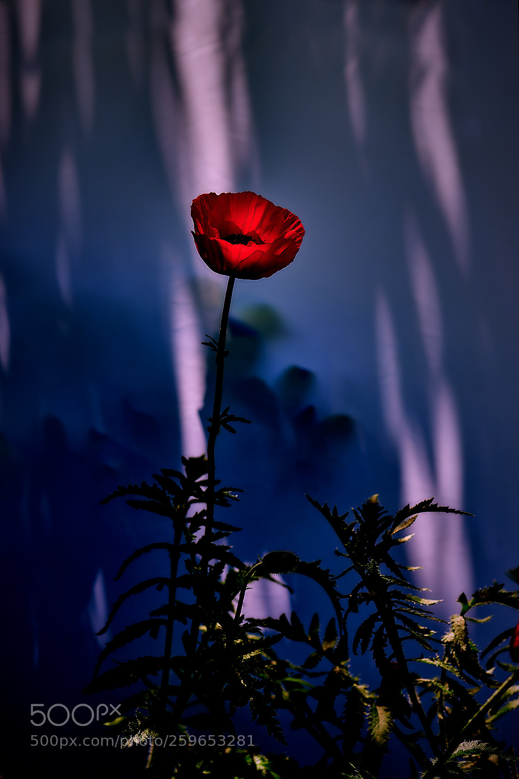 Nikon D4S sample photo. Poppy photography