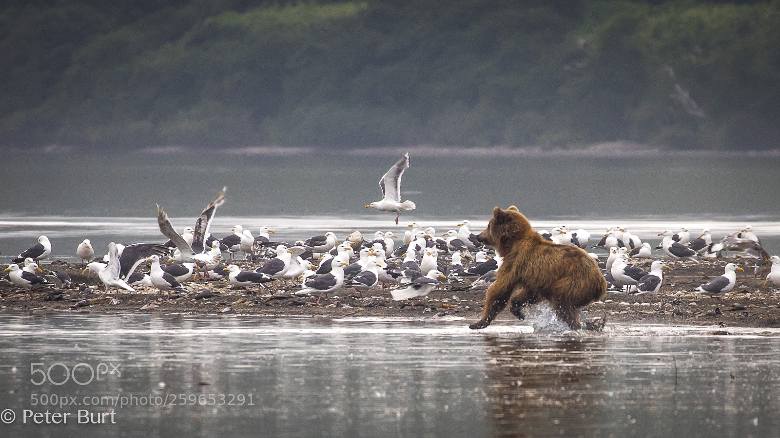 Canon EOS 5D Mark IV sample photo. Running bear photography