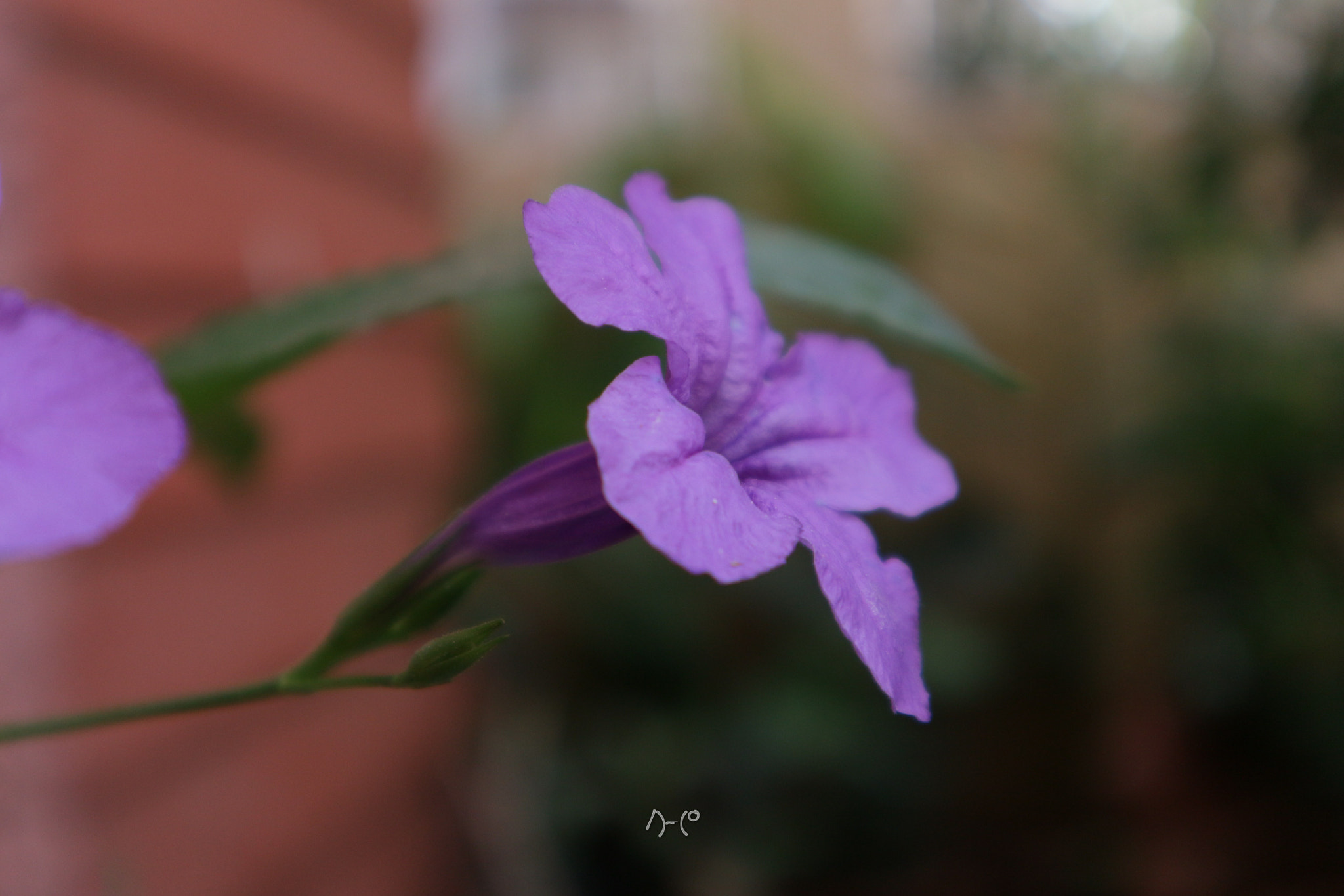 Canon EOS M10 sample photo. Violets photography