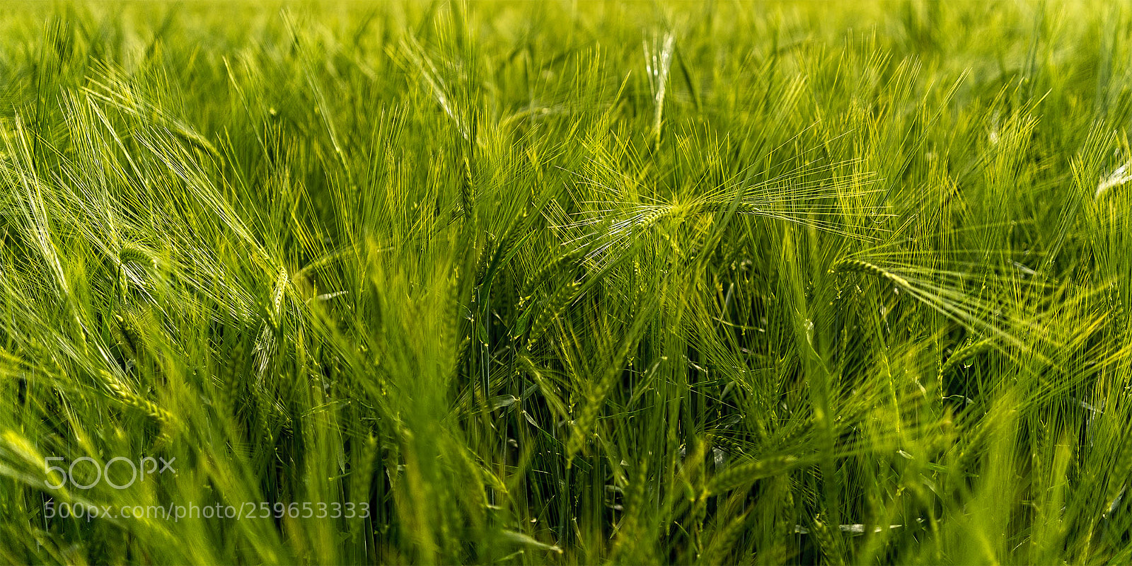 Sony a7R II sample photo. Eningen 270518-012 photography