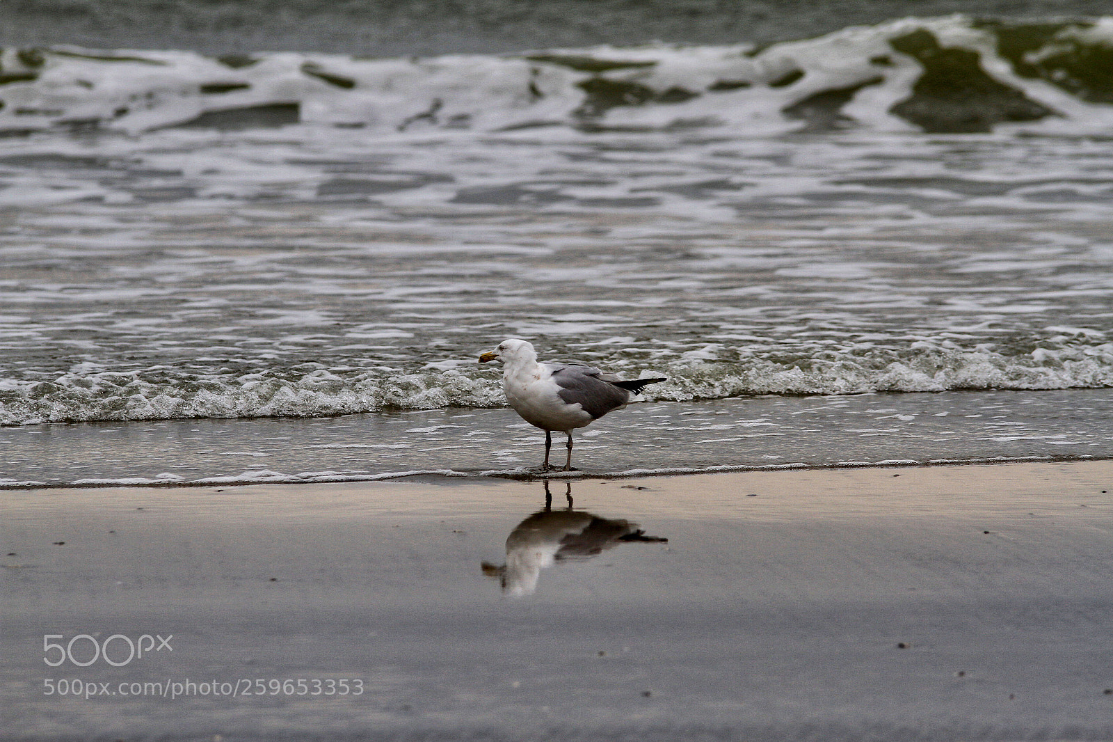 Canon EOS 7D sample photo. The seagull in boardwalks photography