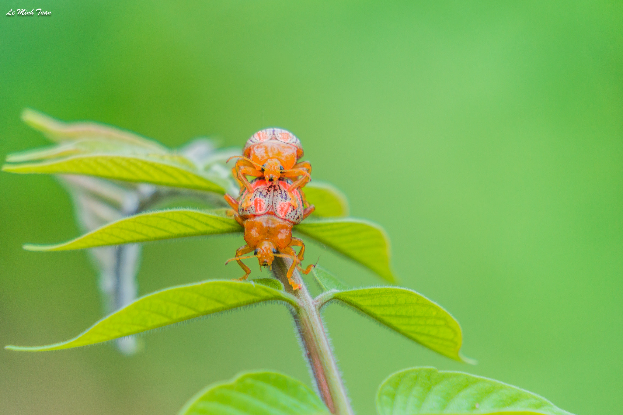 Sony Alpha NEX-7 sample photo. Beetles photography