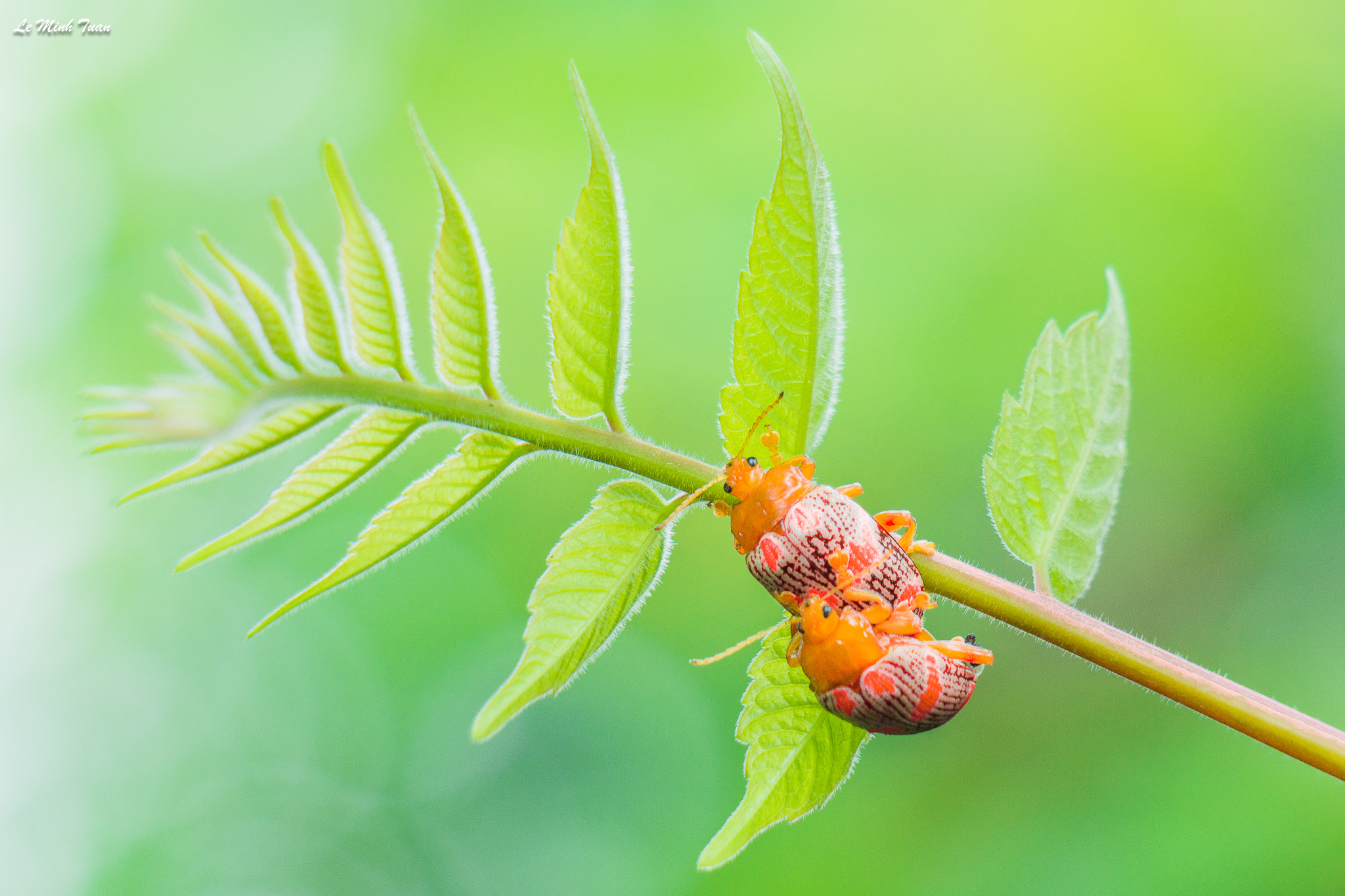 Sony Alpha NEX-7 sample photo. Beetles photography