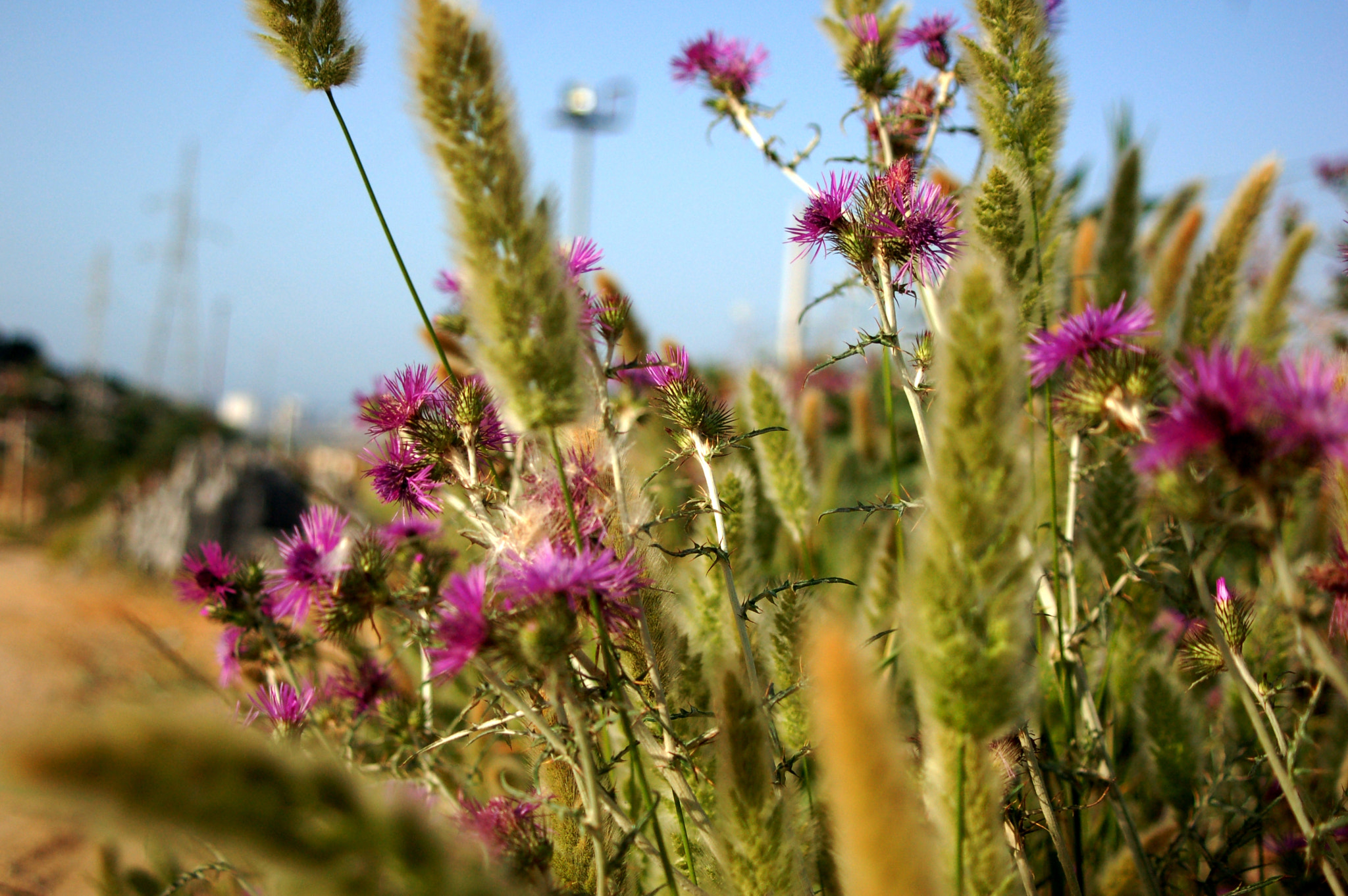 Nikon D50 sample photo. Grasses photography