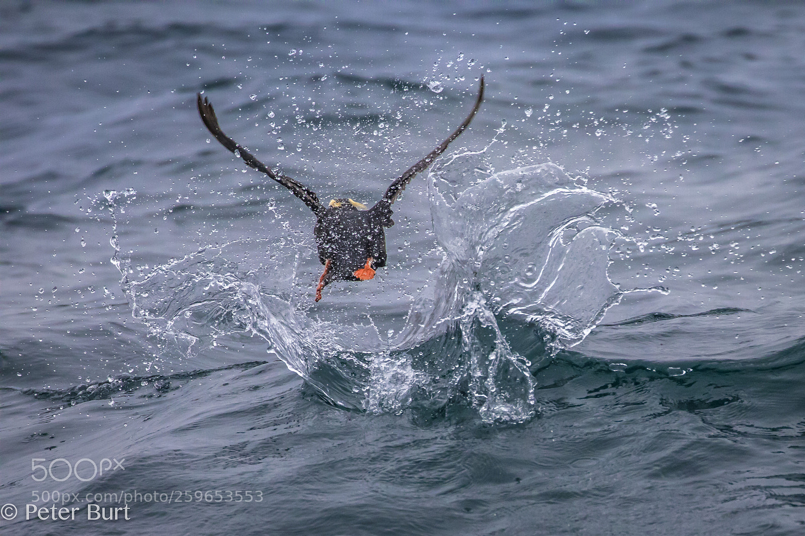 Canon EOS 5D Mark IV sample photo. Puffin splash photography