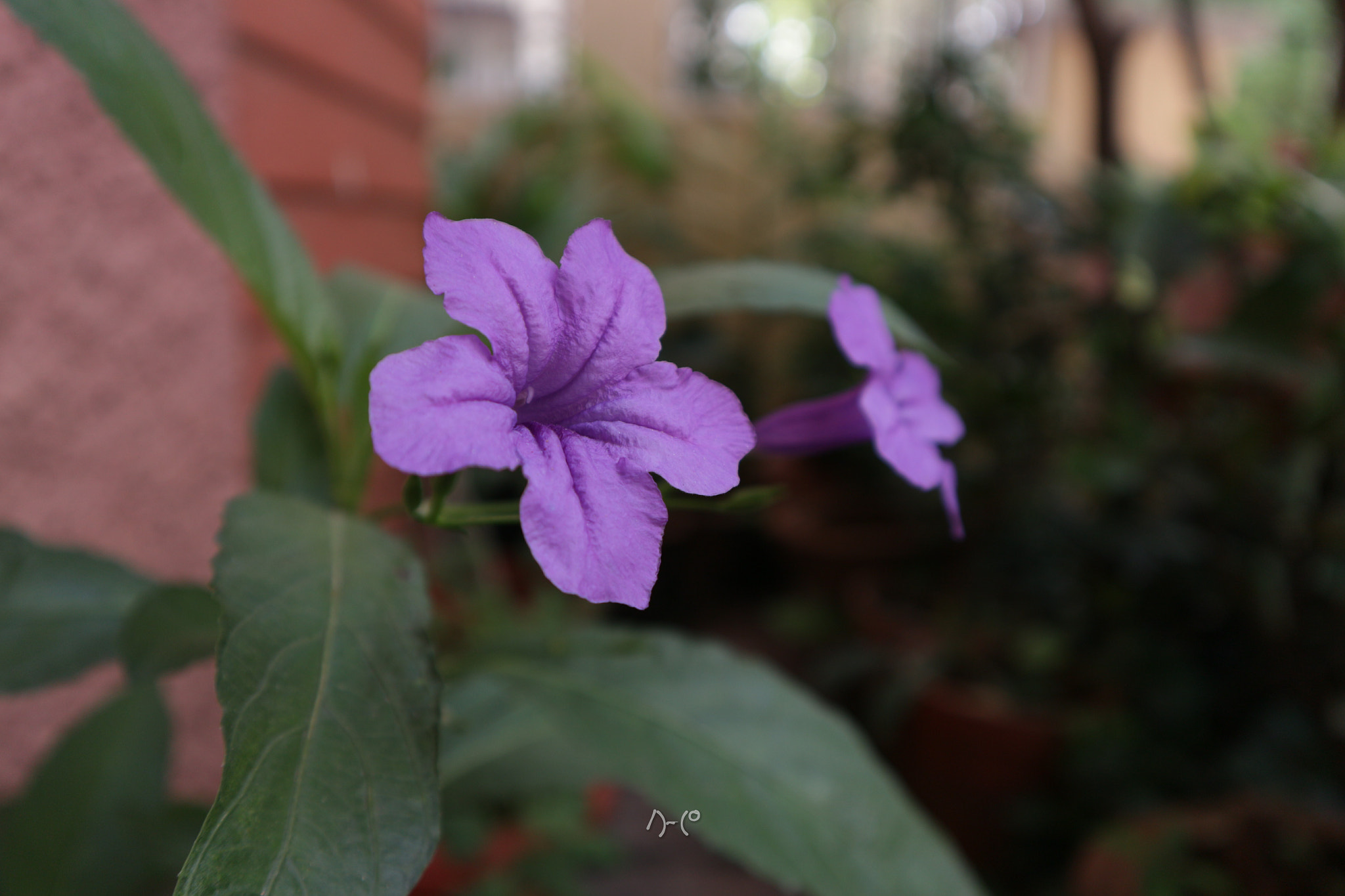 Canon EOS M10 sample photo. 2 violets photography