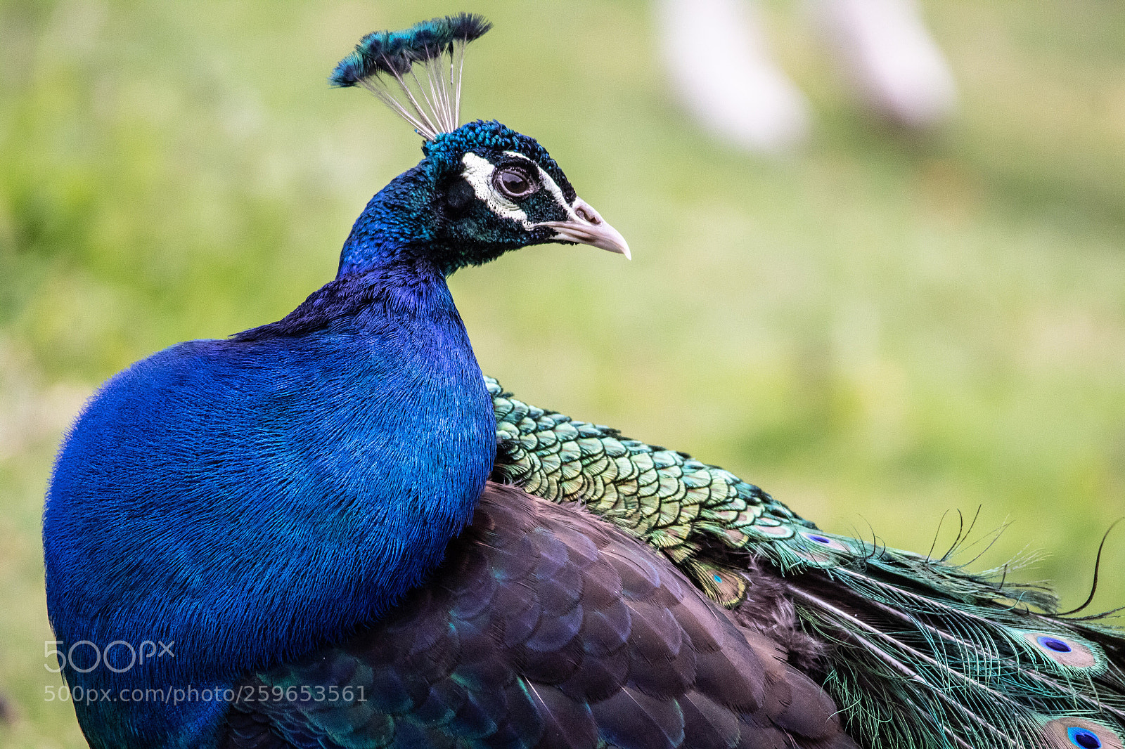 Canon EOS 1300D (EOS Rebel T6 / EOS Kiss X80) sample photo. Indian peacock photography