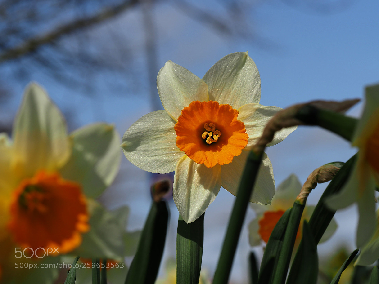 Olympus OM-D E-M1 Mark II sample photo. Daffodils photography
