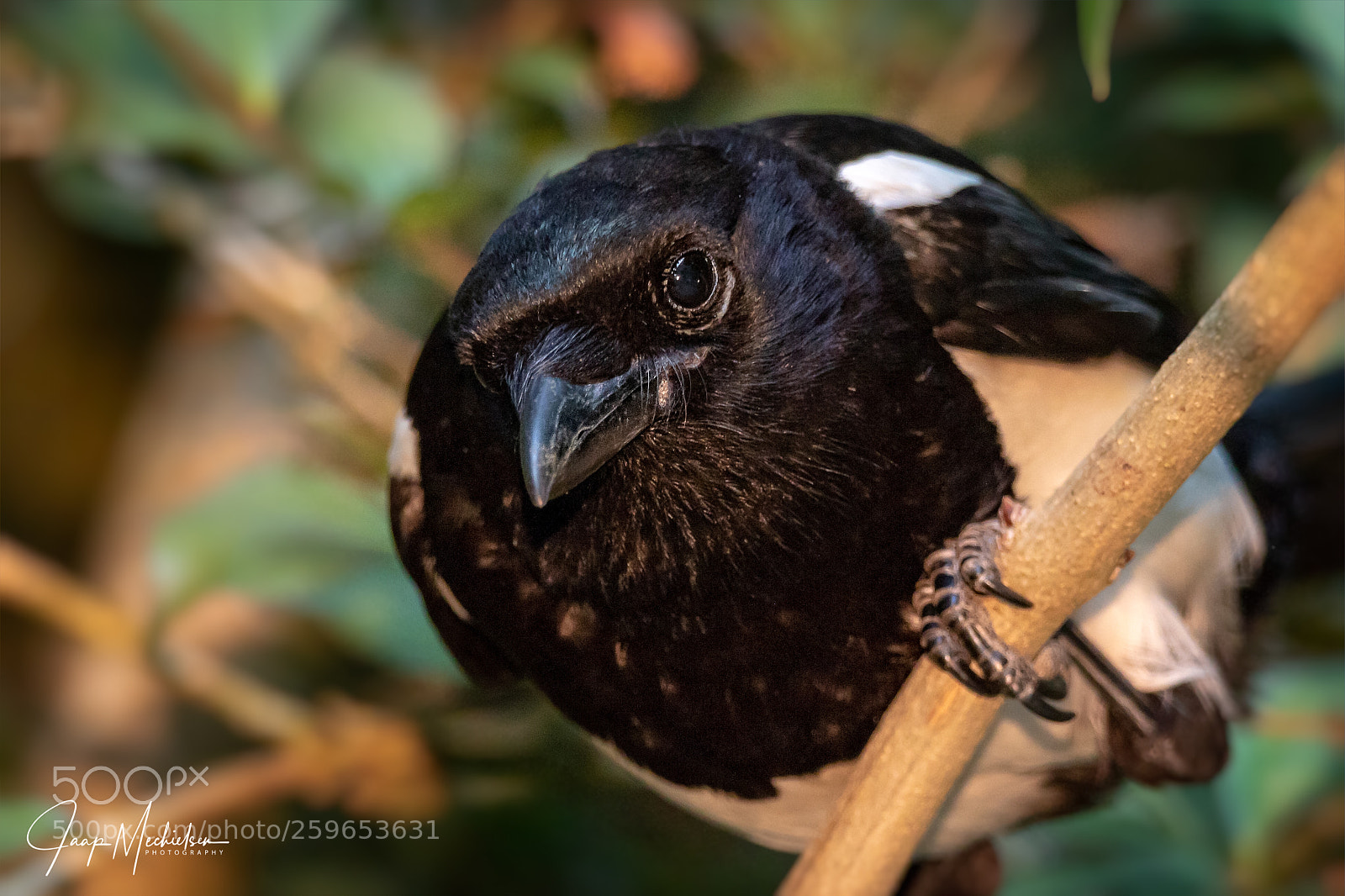 Canon EOS 7D Mark II sample photo. Eurasian magpie photography